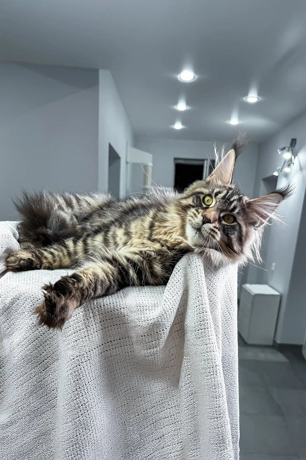 Monica | maine coon kitten