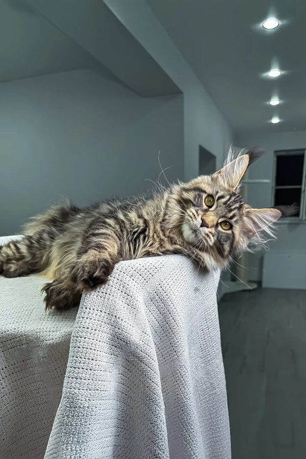 Monica | maine coon kitten