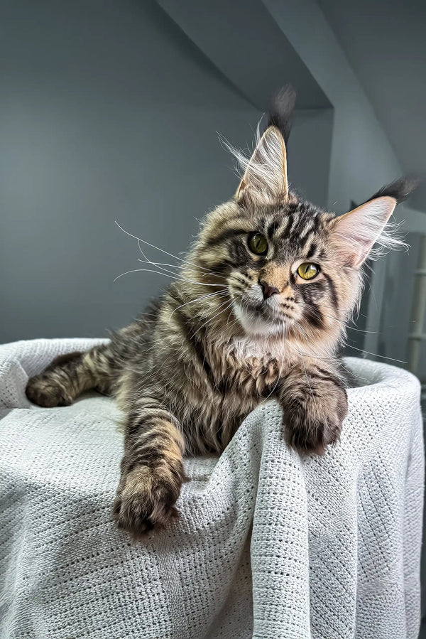 Monica | maine coon kitten