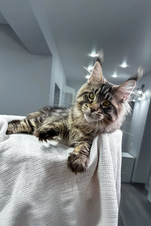 Monica | maine coon kitten