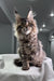 Fluffy brown tabby Maine Coon cat named Monica looking adorable as a kitten