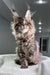 Fluffy tabby Maine Coon kitten named Monica ready for cuddles and adventures