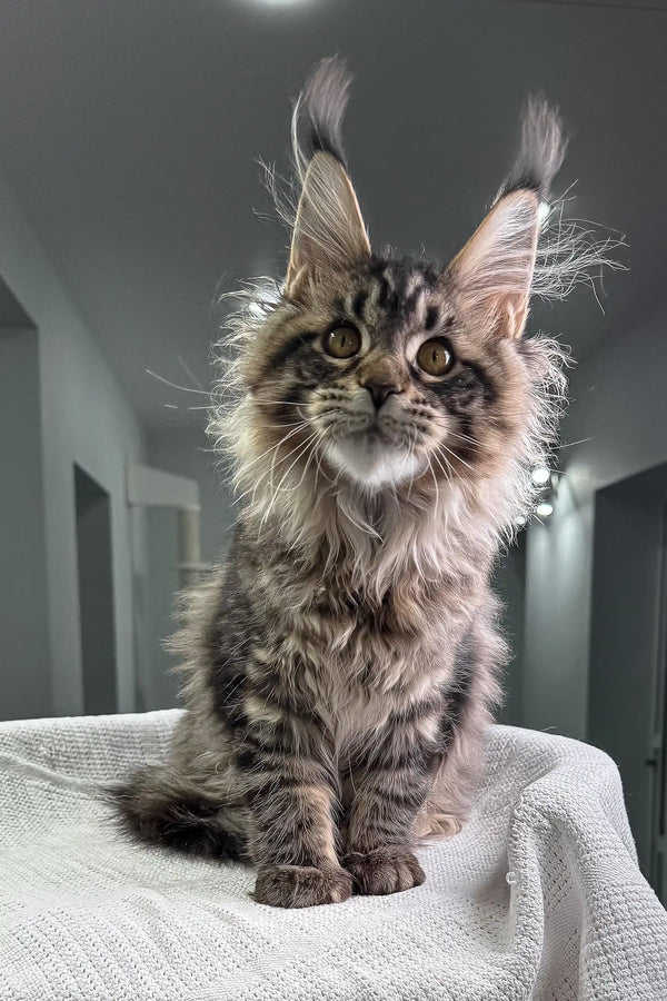 Cute fluffy tabby Maine Coon kitten named Monica ready to steal your heart