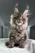 Fluffy tabby Maine Coon kitten named Monica, the perfect adorable pet