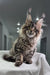 Fluffy tabby Maine Coon kitten Monica playing, super cute and ready for a forever home