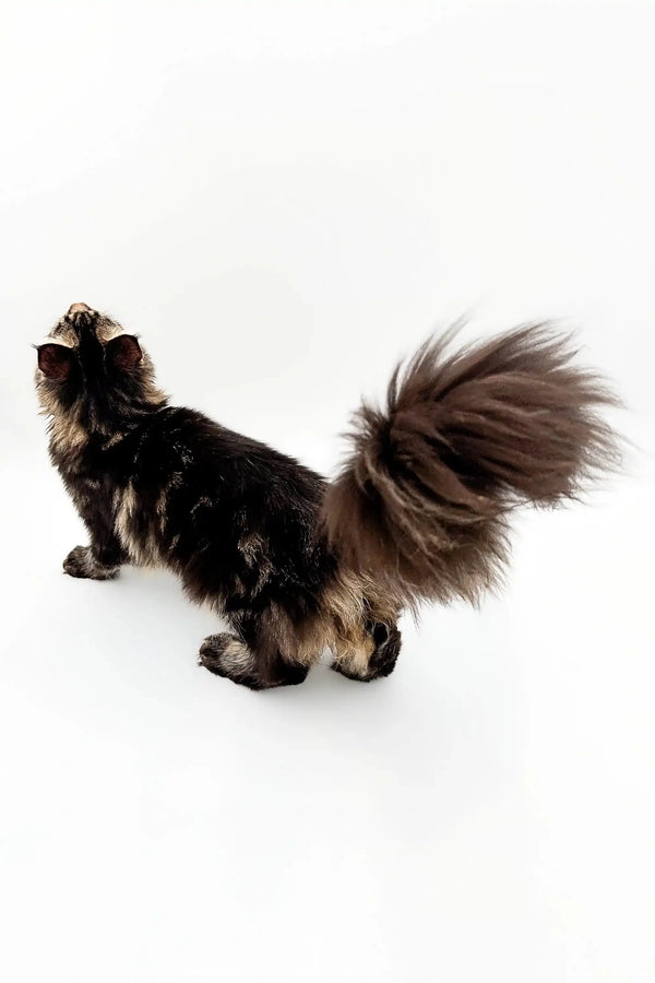 Fluffy Maine Coon kitten with a stunning plumed tail, perfect for cat lovers