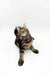 Long-haired tabby Maine Coon kitten lounging and looking up with paws stretched out