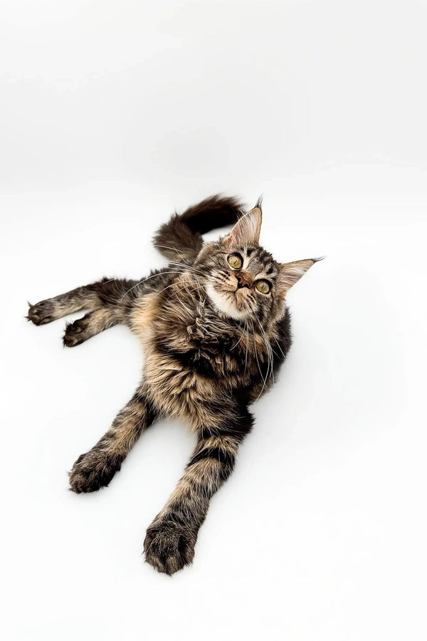 Long-haired tabby Maine Coon kitten lying on back with paws stretched out