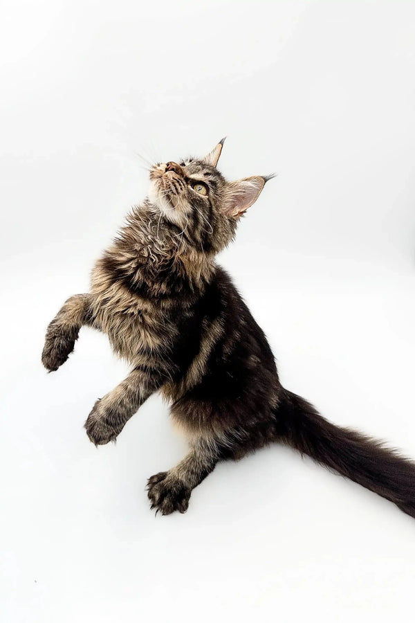 Fluffy Maine Coon kitten sitting upright with head tilted back, looking adorable
