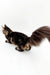 Fluffy Long-haired Maine Coon Kitten Monica showing off her beautiful tail