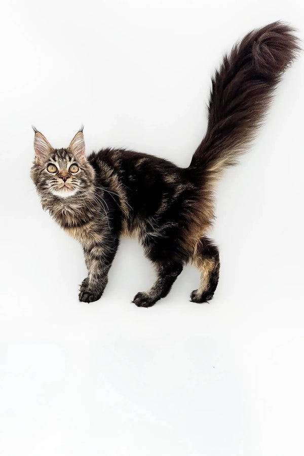 Fluffy Maine Coon kitten with striped fur and a majestic tail, named Monica