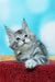 Adorable gray and white Maine Coon kitten with big eyes and fluffy fur