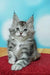 Adorable Maine Coon kitten with large ears and bright eyes, gray and white tabby