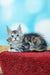 Adorable gray and white Maine Coon kitten lounging on a red surface