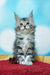 Gray and white Maine Coon kitten with ear tufts, perfect for any adorable Maine Coon lover