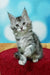 Adorable gray and white tabby Maine Coon kitten sitting on a red surface