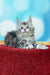 Fluffy gray and white Maine Coon kitten sitting adorably on a red surface