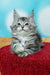 Adorable Maine Coon kitten, gray and white tabby, lounging on a vibrant red surface