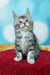 Adorable gray and white tabby Maine Coon kitten sitting upright, looking playful