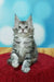 Adorable Maine Coon kitten sitting upright on a vibrant red surface