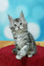 Adorable Maine Coon kitten, gray and white tabby, relaxing on a bright red surface