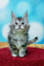 Adorable gray and white Maine Coon kitten with fluffy fur and pointed ears