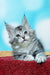 Adorable gray tabby Maine Coon kitten with fluffy fur and alert eyes