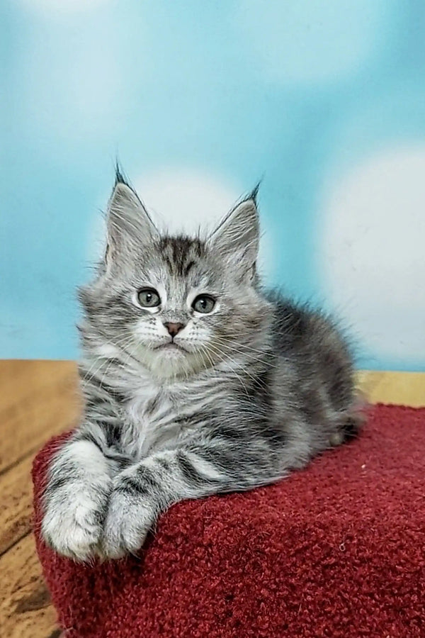 Fluffy gray tabby Maine Coon kitten with pointed ears on a red surface