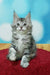 Adorable gray and white Maine Coon kitten sitting upright, perfect for any cat lover