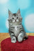 Fluffy gray and white Maine Coon kitten with pointed ears sitting upright, super adorable