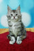 Adorable gray and white Maine Coon kitten Monika with fluffy fur and big ears