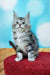 Adorable gray and white Maine Coon kitten sitting on a cozy red surface