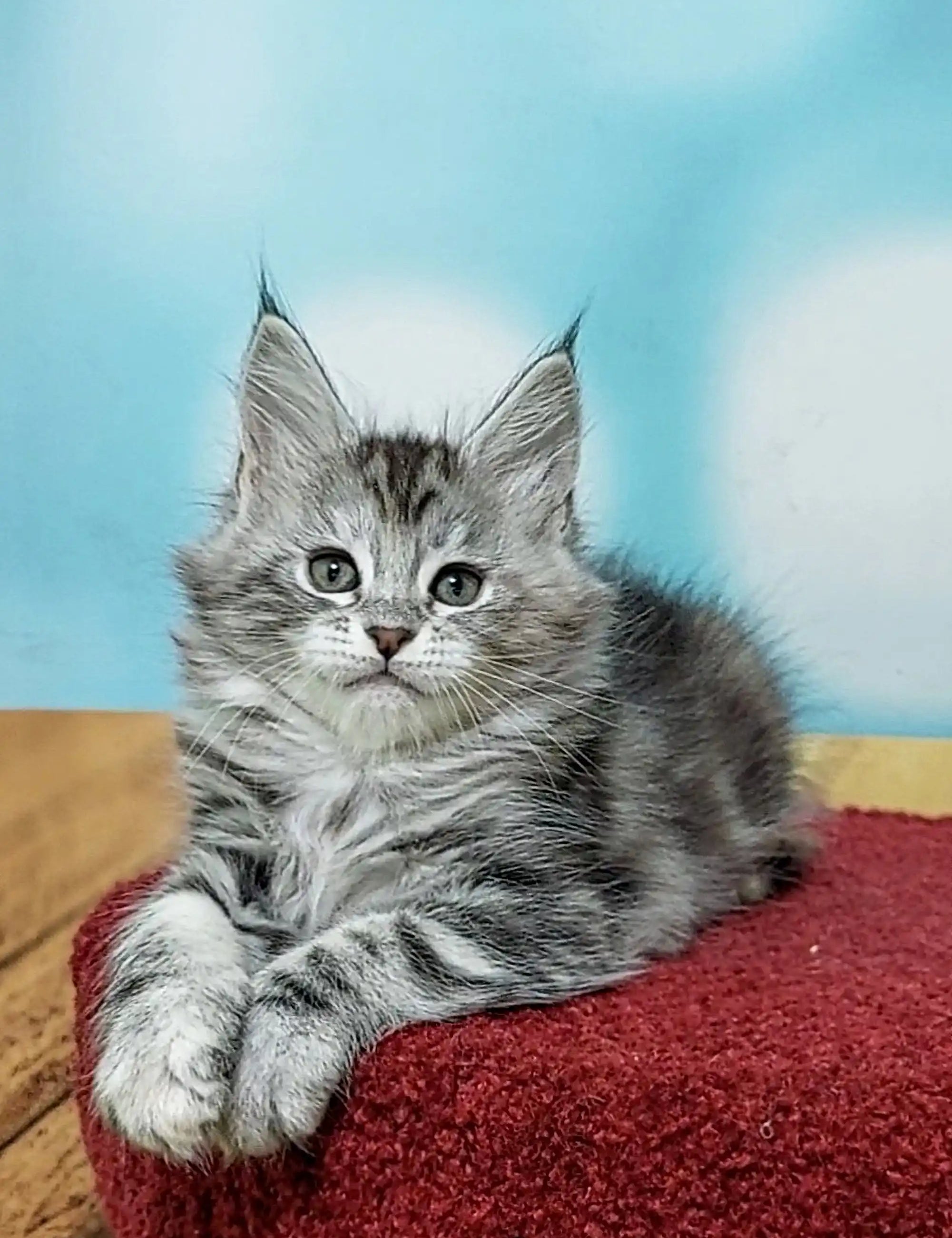 Maine Coon Kittens for Sale Monika | Kitten