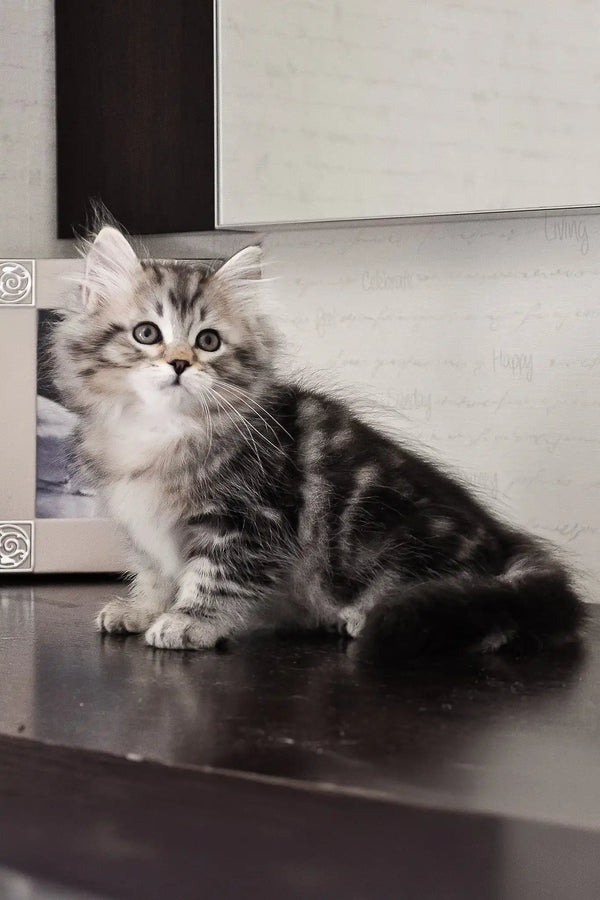 Monika | siberian kitten