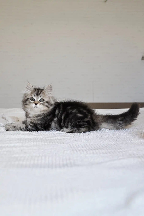 Monika | siberian kitten