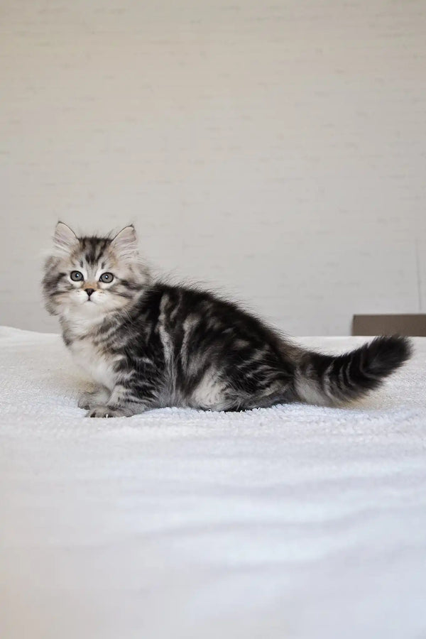 Monika | siberian kitten