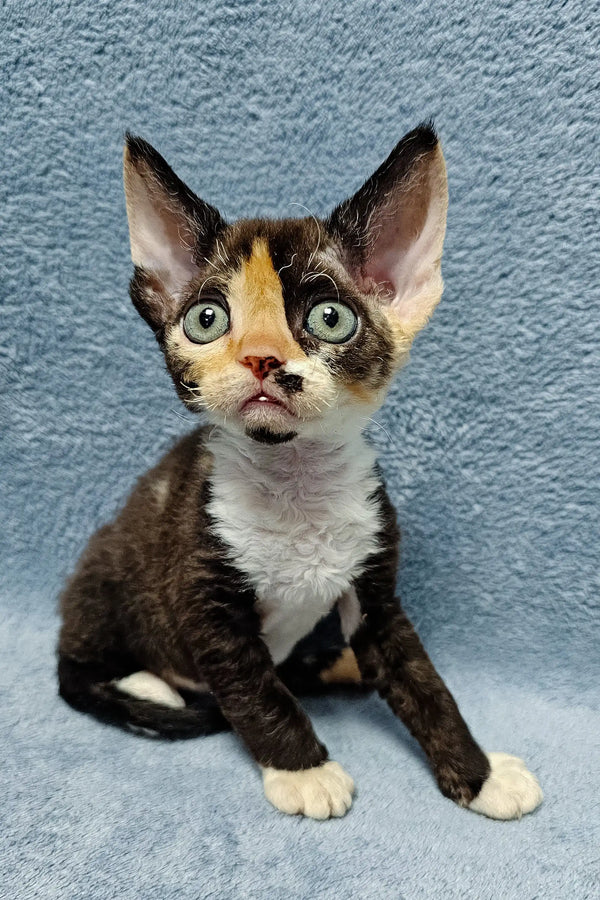 Calico Devon Rex kitten cuddling in the Monro Devon Rex Kitten product