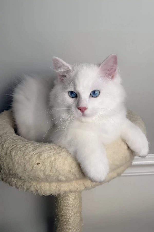 Monty | ragdoll kitten