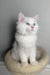 Monty | ragdoll kitten