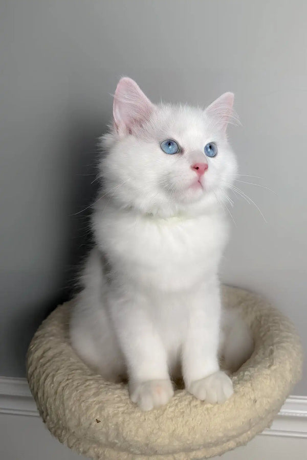 Monty | ragdoll kitten