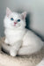 Monty | ragdoll kitten