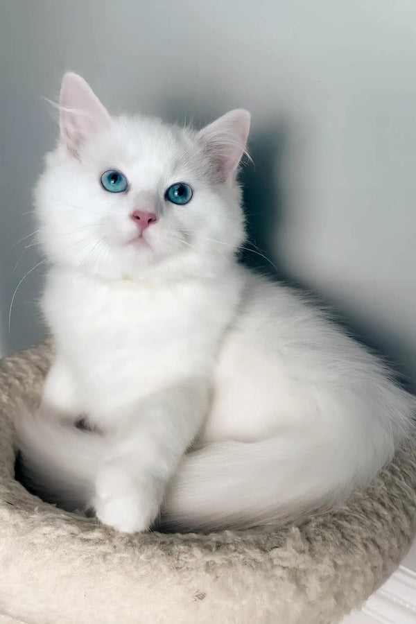 Monty | ragdoll kitten