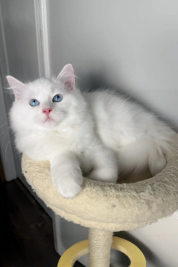 Monty | ragdoll kitten