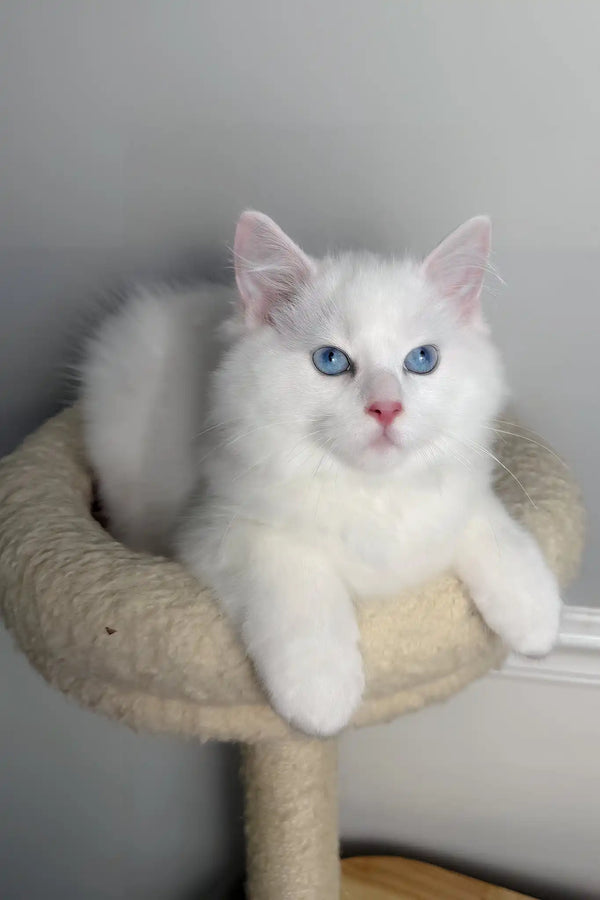 Monty | ragdoll kitten