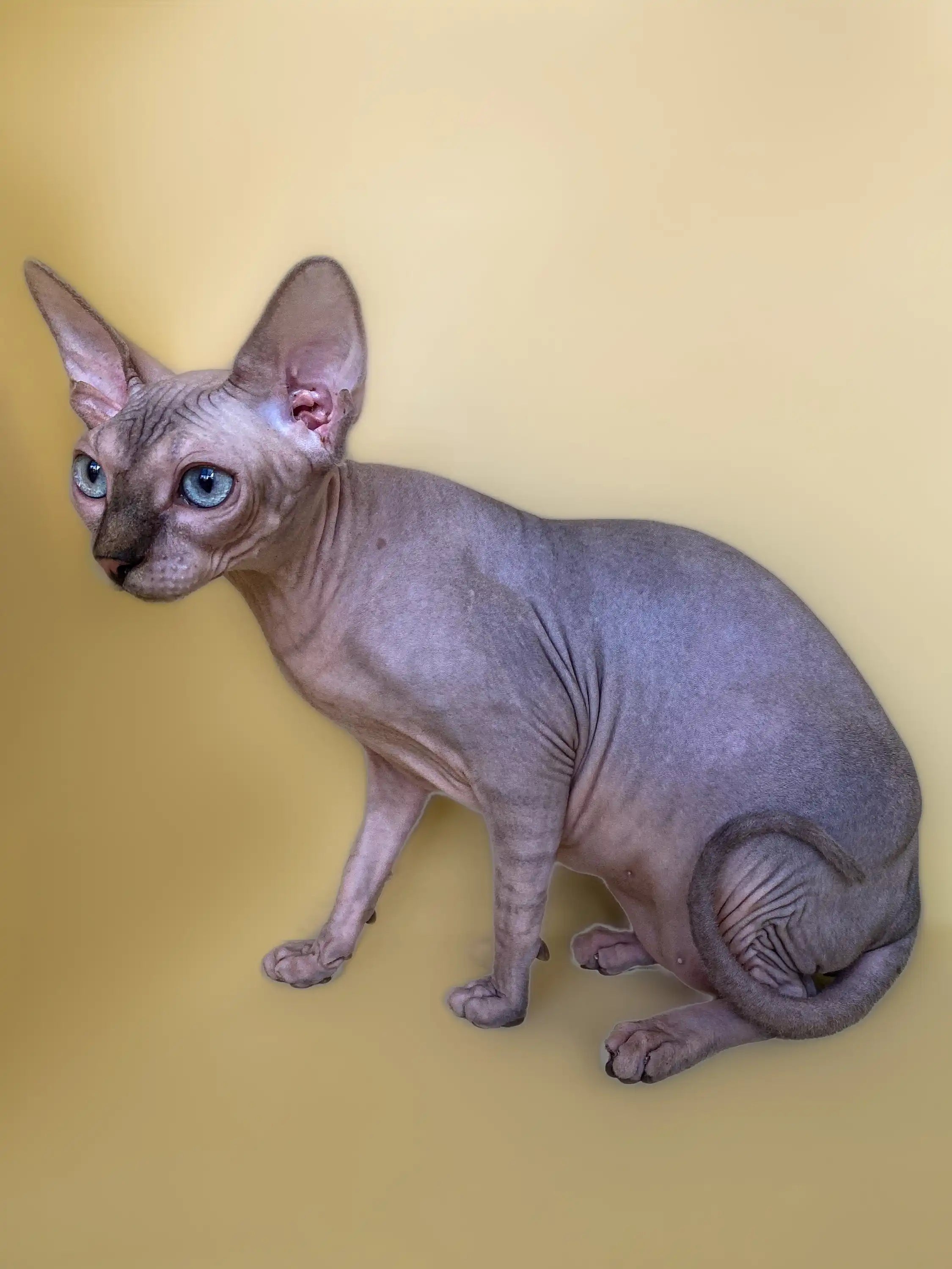 Hairless Sphynx Cats & Kittens for Sale Monty | Kitten