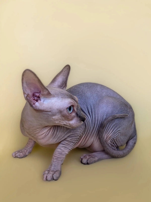 Meet Monty, the adorable Sphynx kitten with wrinkled skin and big ears