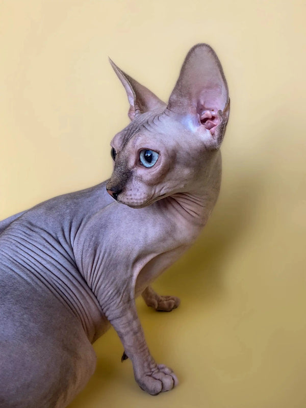 Meet Monty, the adorable hairless Sphynx kitten with huge ears and blue eyes!