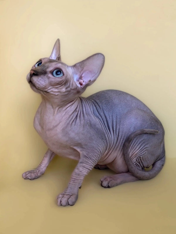 Cute Hairless Sphynx Kitten Monty with big ears and wrinkly skin, meet your active boy!