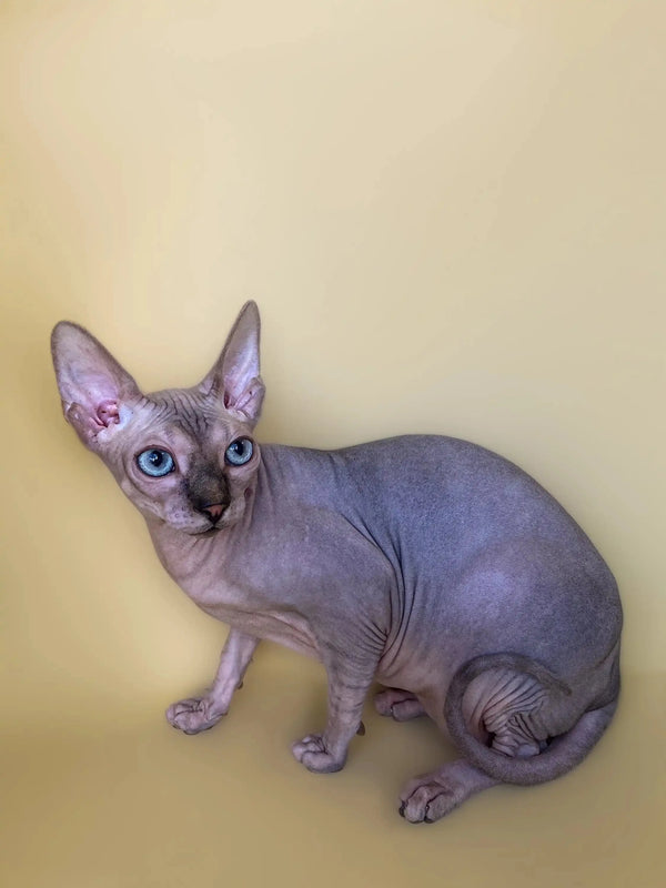 Meet Monty, the active boy Sphynx kitten with huge ears and striking blue eyes