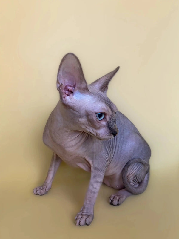 Hairless Sphynx kitten Monty, an active boy with large ears, sitting upright